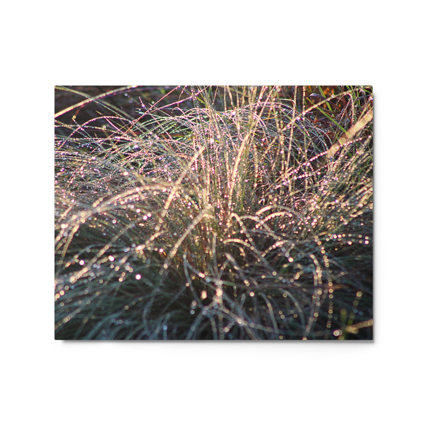 Grass 3 by C. Kovalick