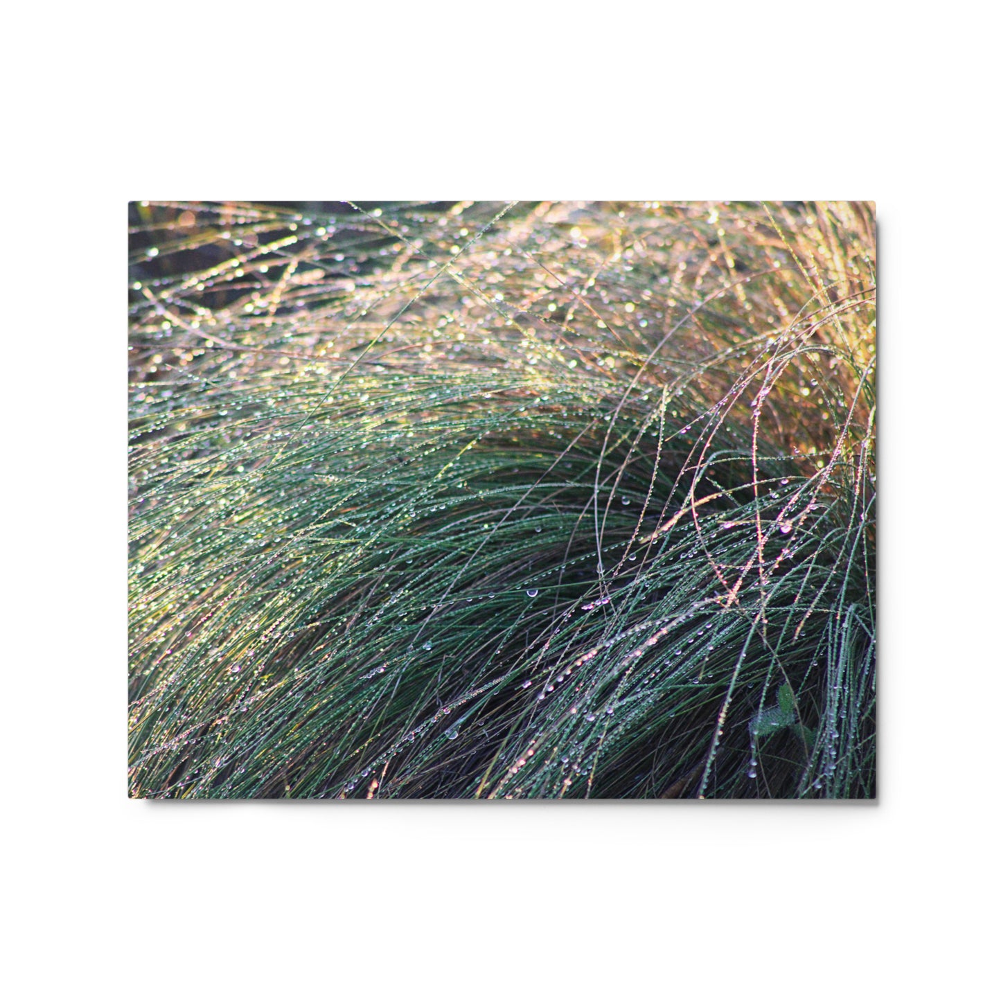 Grass 4 by C. Kovalick