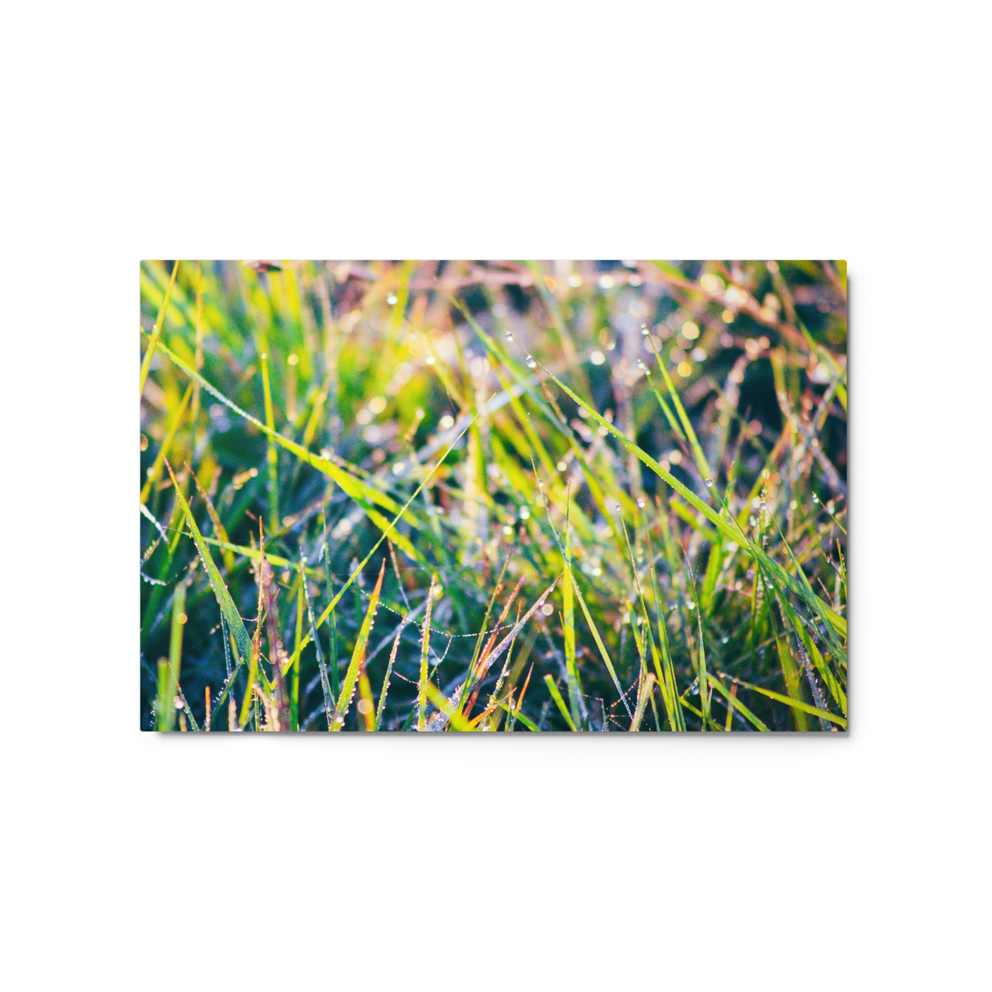 Grass-1 by C. Kovalick