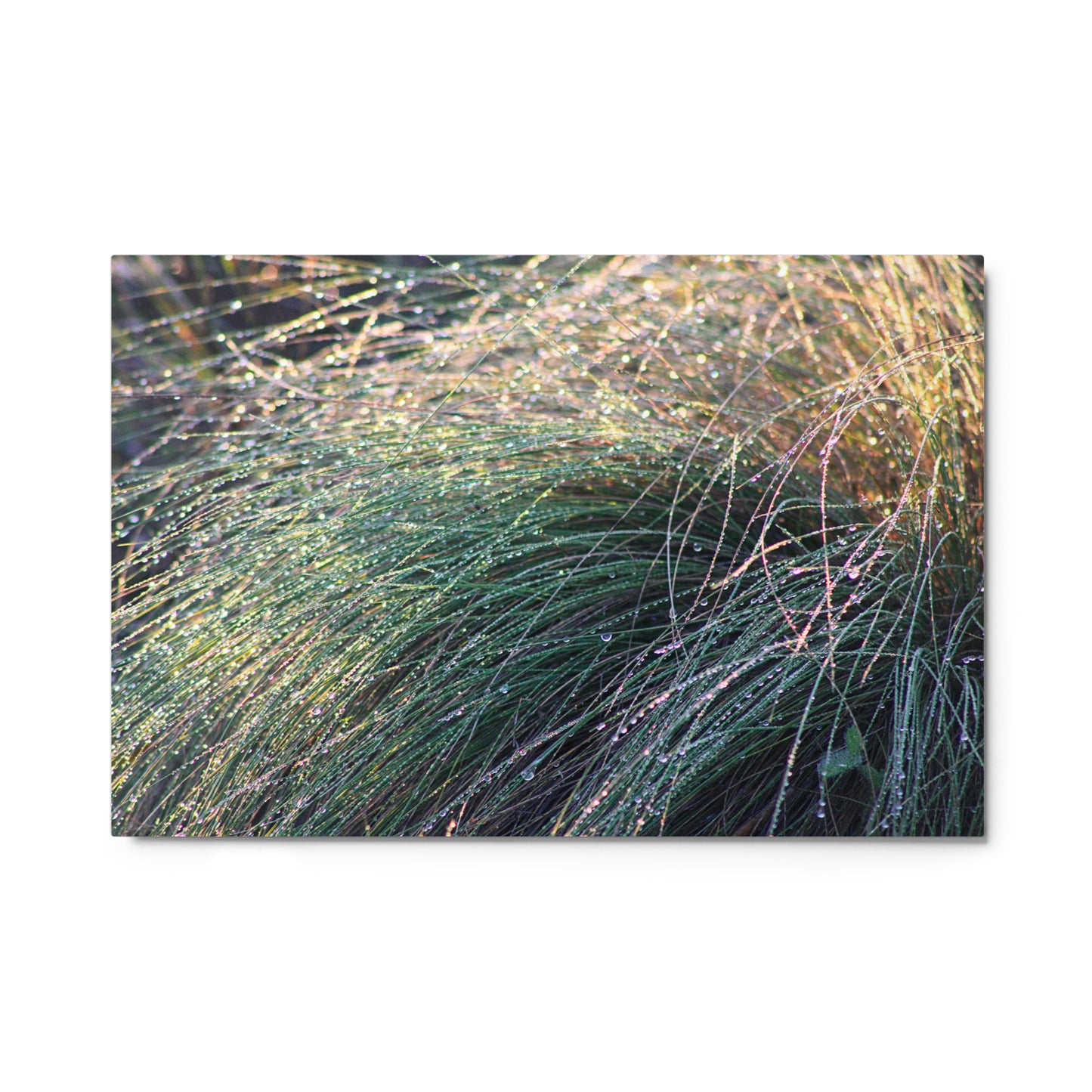 Grass 4 by C. Kovalick