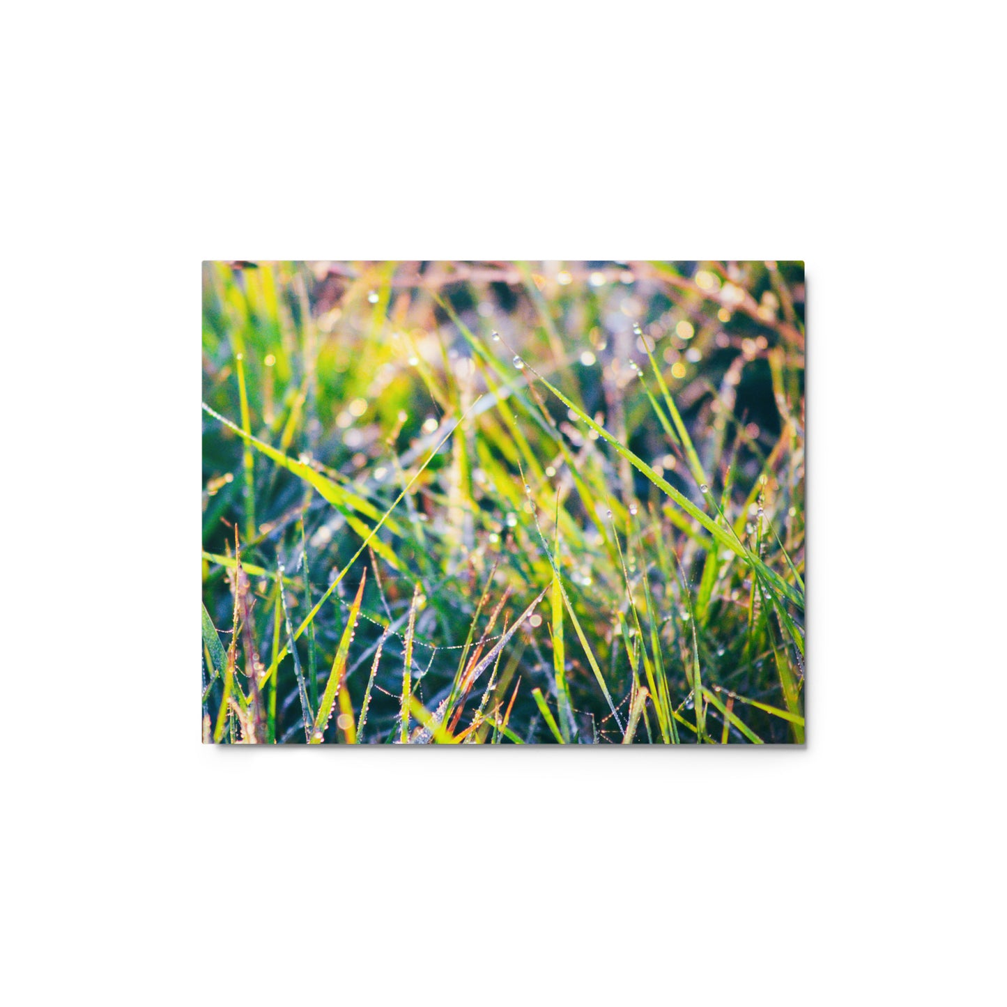 Grass-1 by C. Kovalick